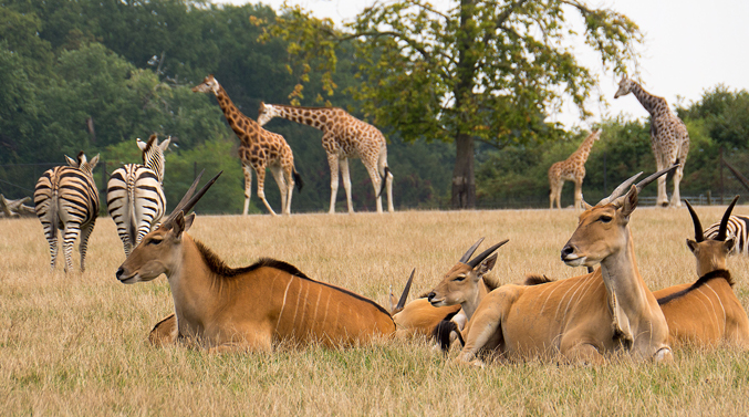 Knuthenborg Safaripark