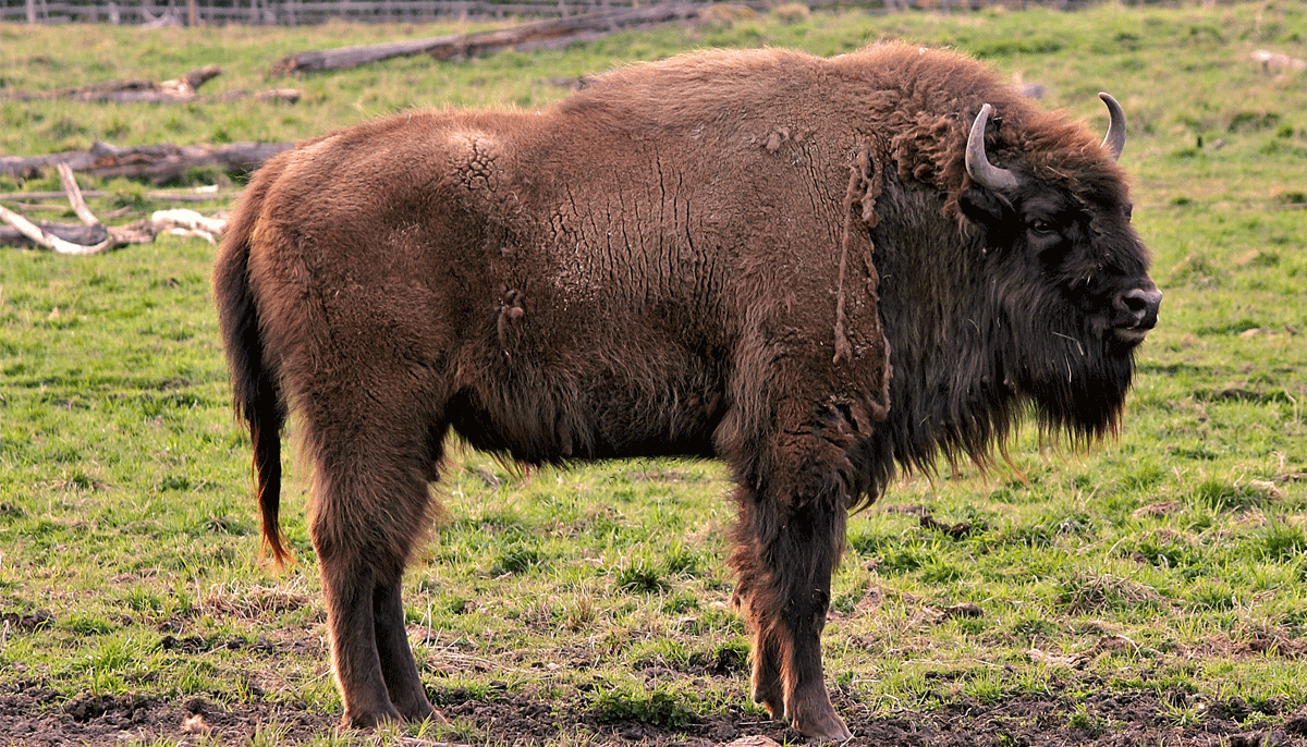 Bison