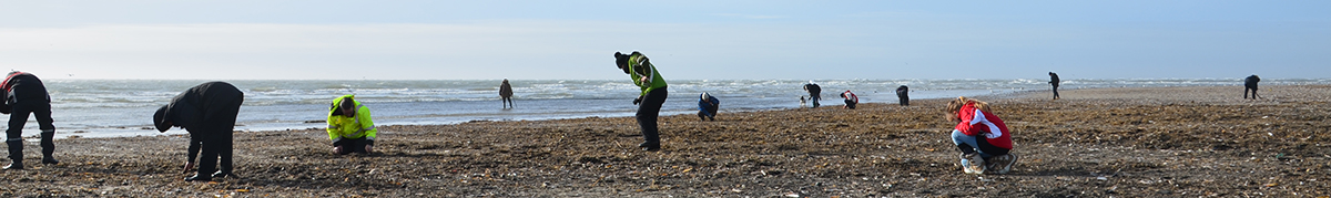 Vice forseelser Forsendelse Fossiljagt i Danmark