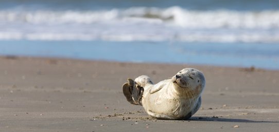 Guide til Vestjylland