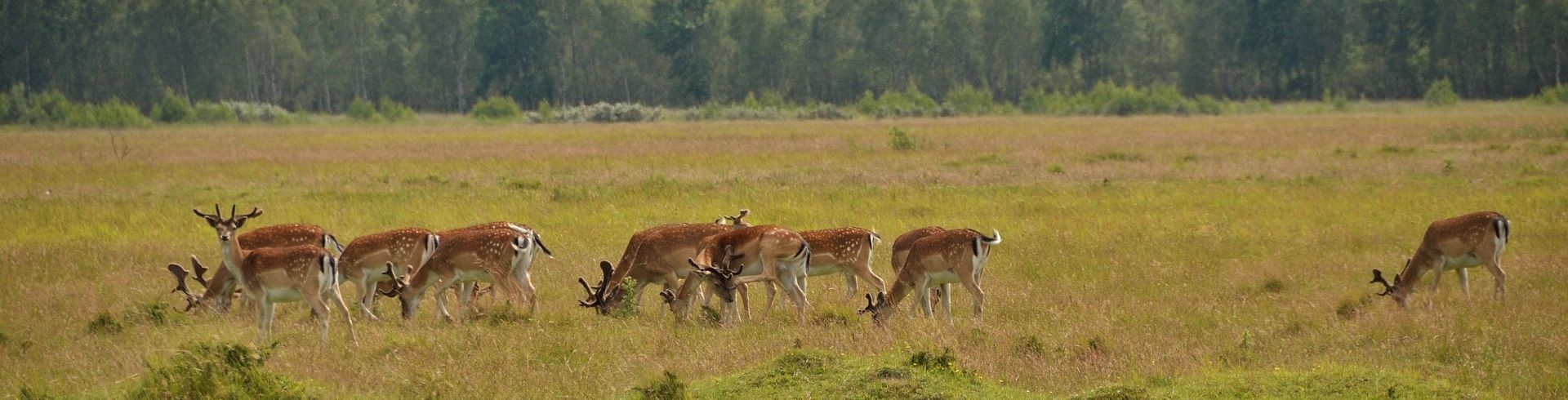 Amager Fælled – Copenhagen’s Green Escape