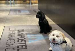 Hunde er velkommen på hostel