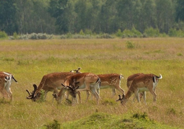 Amager Fælled – Copenhagen’s Green Escape
