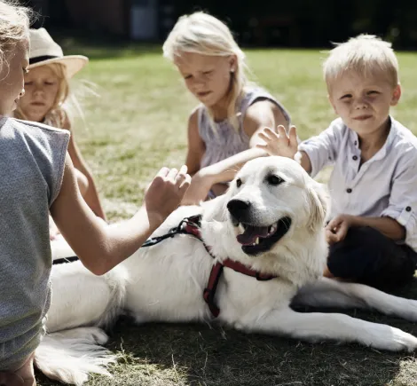 Bring your Dog/Best Friend to Danhostel