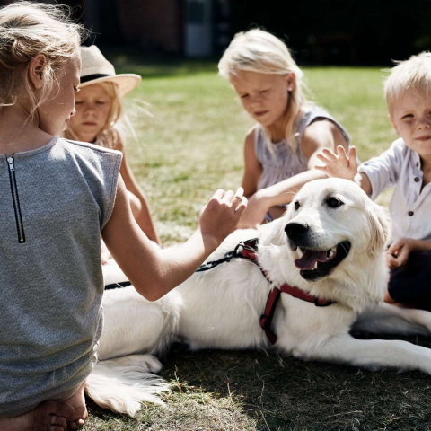 Practical Tips for Travelling with Dogs in Denmark