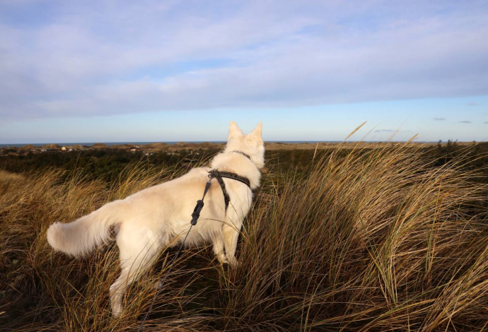 Vinterferie i Danmark