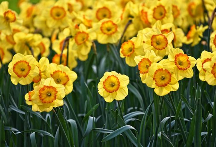 Blomster Svendborg