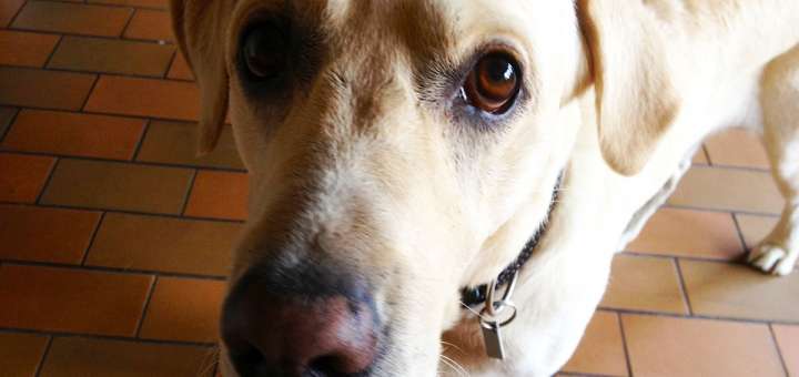 Ekstremt vigtigt indsats Egenskab Tag hunden med på hostel | Danhostel