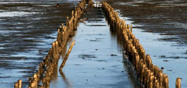 UNESCO World Heritage Sites i Denmark - Vadehavet, vestjylland