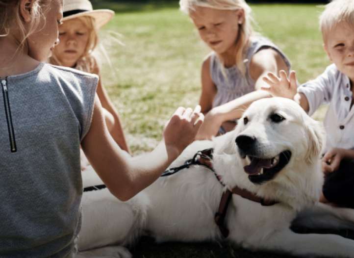 hund på danhostel