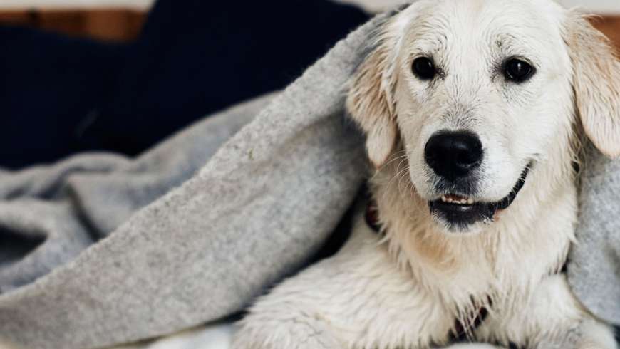 Hund på Danhostel hund, övernattning, vandrarhem, danmark, danhostel